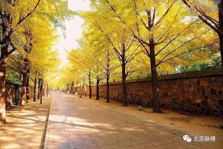 北京推出14条秋游文化线路，包括10条步行赏银杏线路和4条骑行线路..
